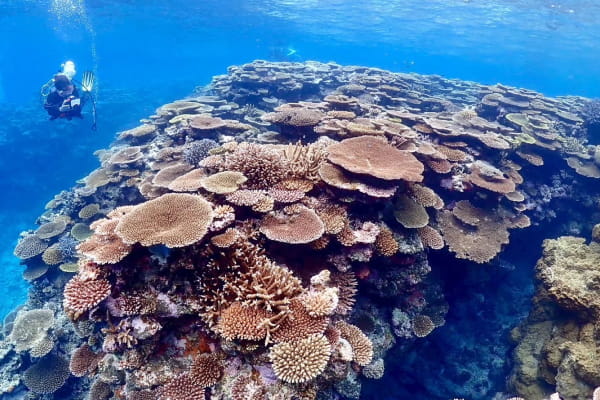 透明な海に広がるサンゴ礁を楽しむマリンアクティビティ