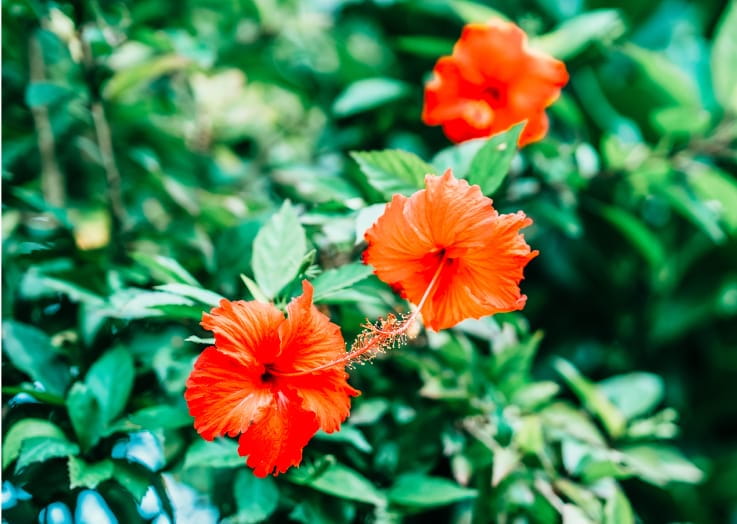 鮮豔的扶桑花